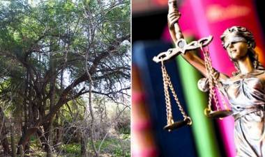  Día del Abogado y el Árbol