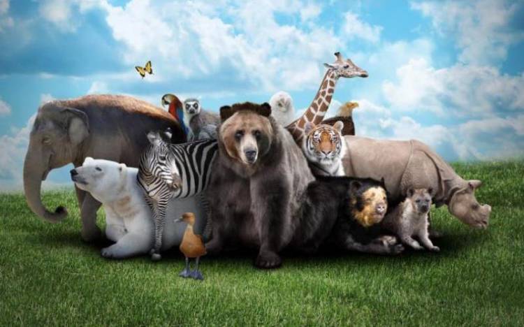 Día Mundial de los Animales