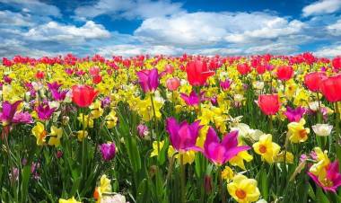 Primavera estudiantil