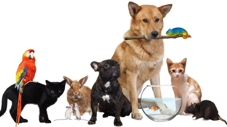 Día del Animal en Argentina