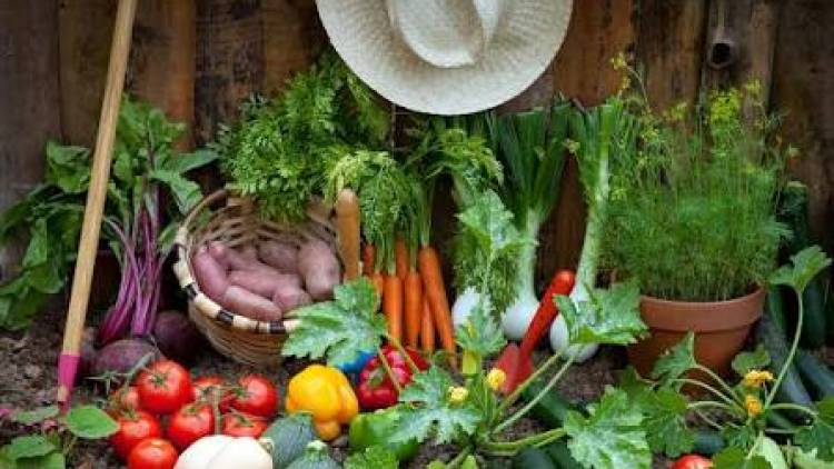 Día Mundial de la Agricultura