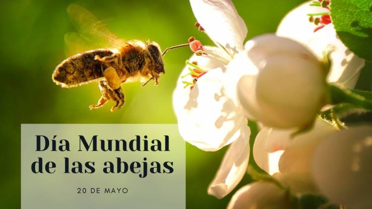 Día Mundial de las Abejas