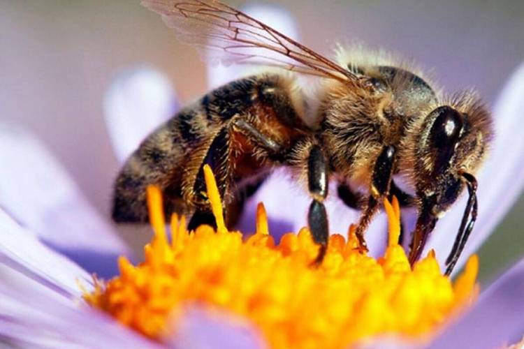 Las Abejas