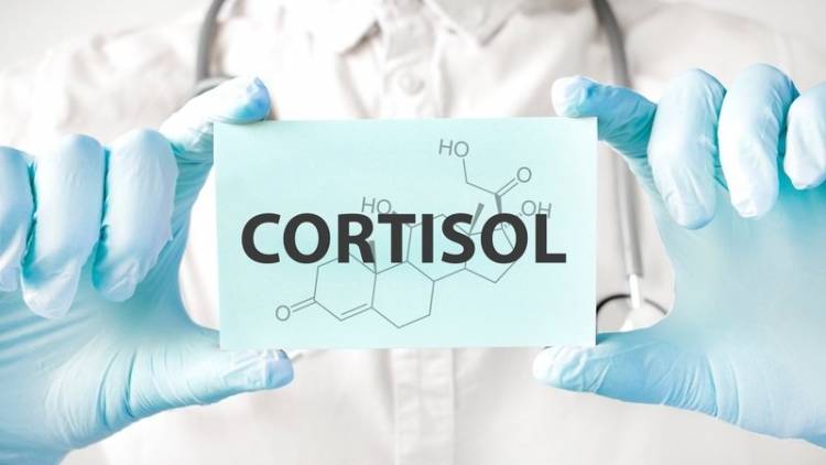 Tu Dieta contra el Estrés: 7 Alimentos que Reducen los Niveles de Cortisol